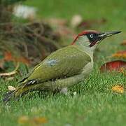 European Green Woodpecker