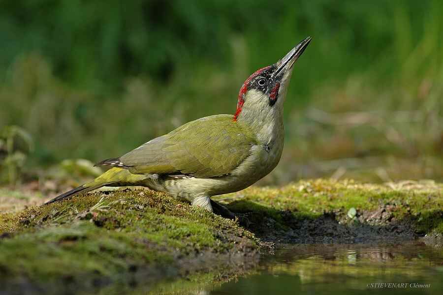 European Green Woodpecker