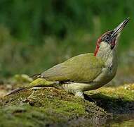 European Green Woodpecker