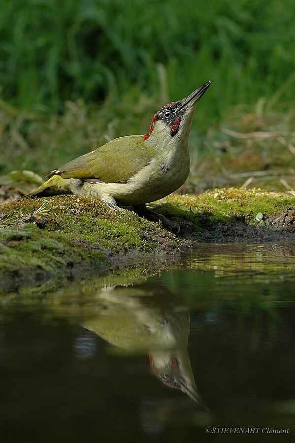 European Green Woodpecker