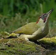 European Green Woodpecker