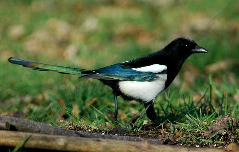 Eurasian Magpie