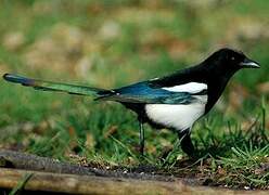 Eurasian Magpie