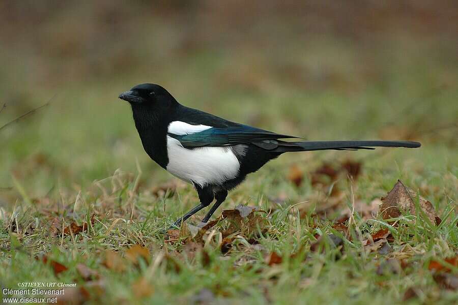 Eurasian Magpieadult, fishing/hunting