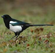 Eurasian Magpie