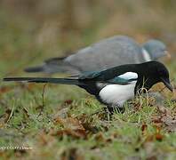 Eurasian Magpie