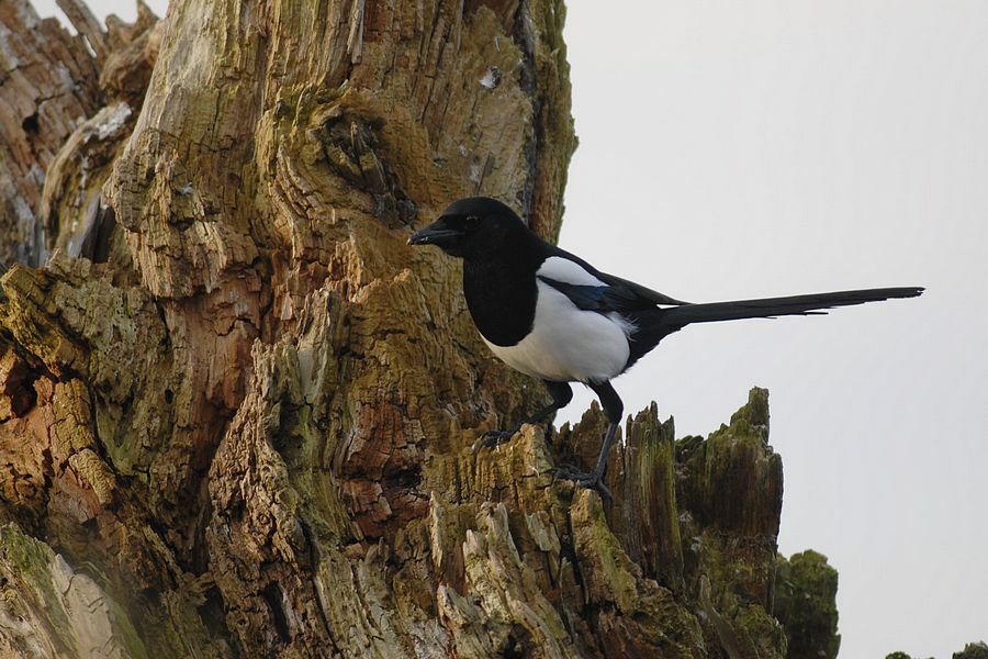 Eurasian Magpie