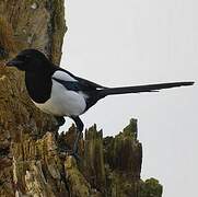 Eurasian Magpie