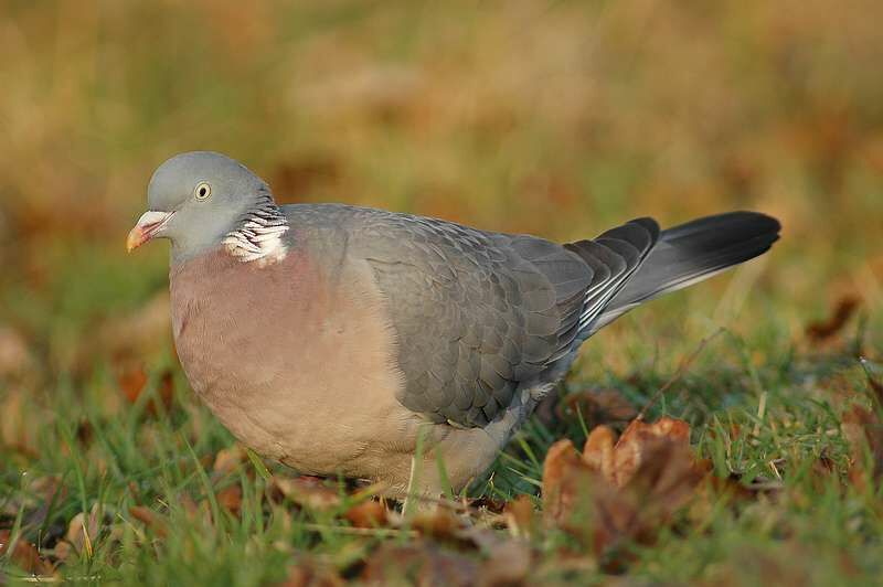 Pigeon ramier