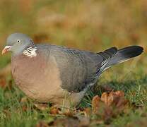 Common Wood Pigeon