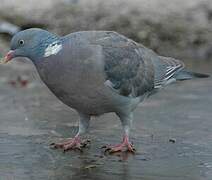 Common Wood Pigeon