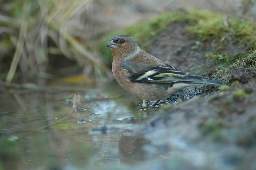 Common Chaffinch