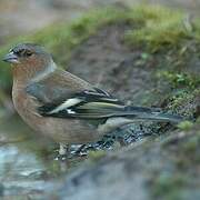 Common Chaffinch