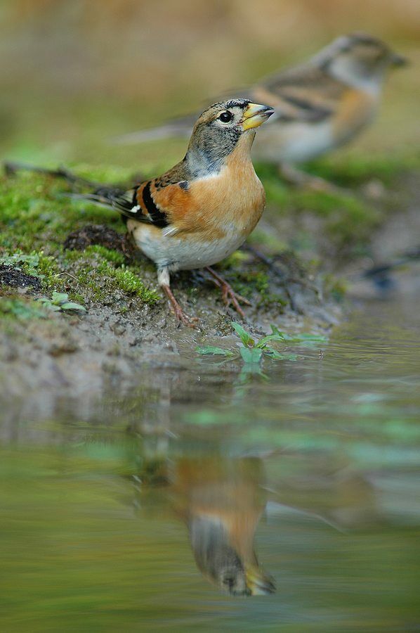 Brambling