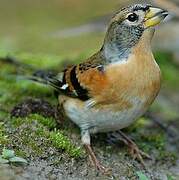 Brambling