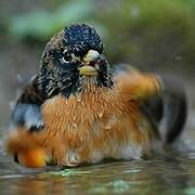 Brambling