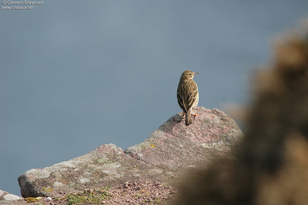 Pipit farlouse