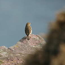 Pipit farlouse