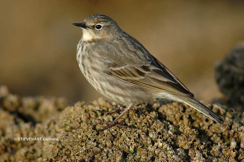 Eurasian Rock Pipit