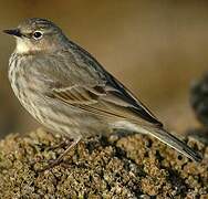 European Rock Pipit