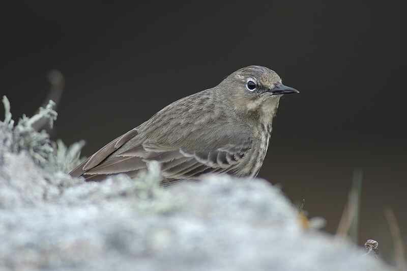 European Rock Pipit