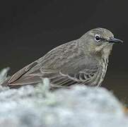 European Rock Pipit