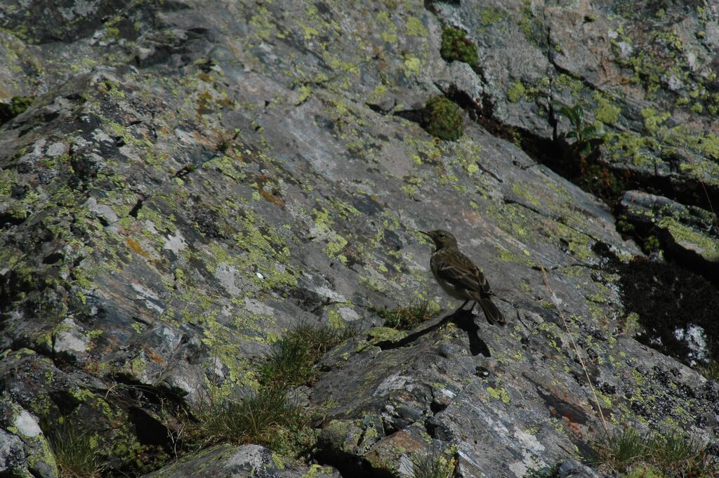 Pipit spioncelle, identification