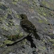 Water Pipit