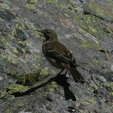 Pipit spioncelle