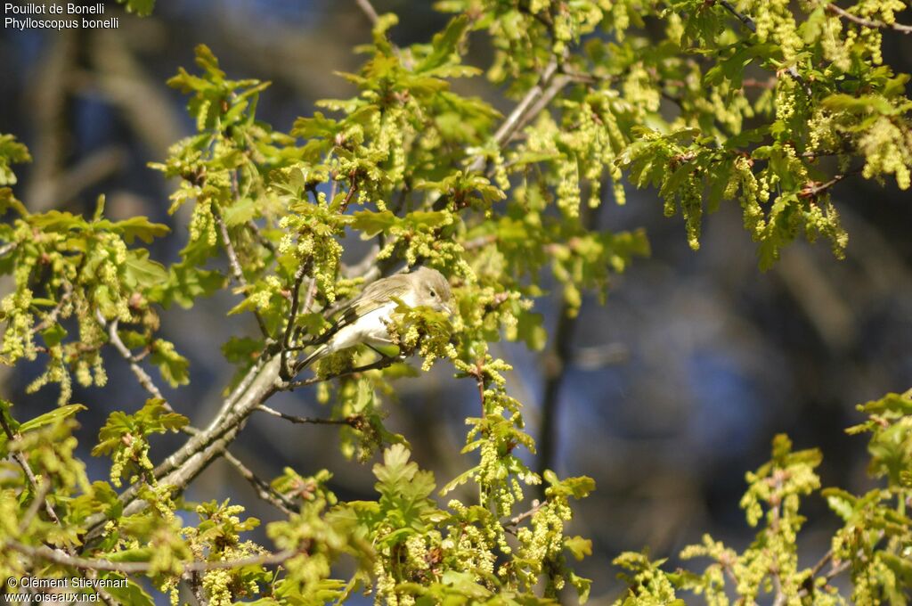 Western Bonelli's Warbler