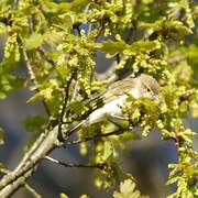 Western Bonelli's Warbler