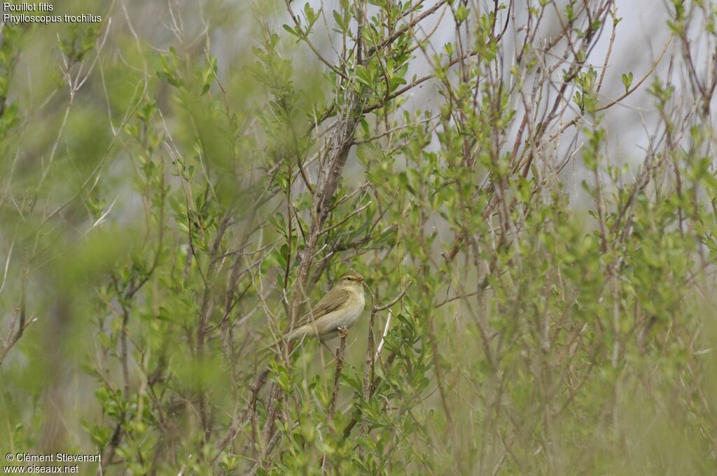 Willow Warbler