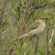 Willow Warbler