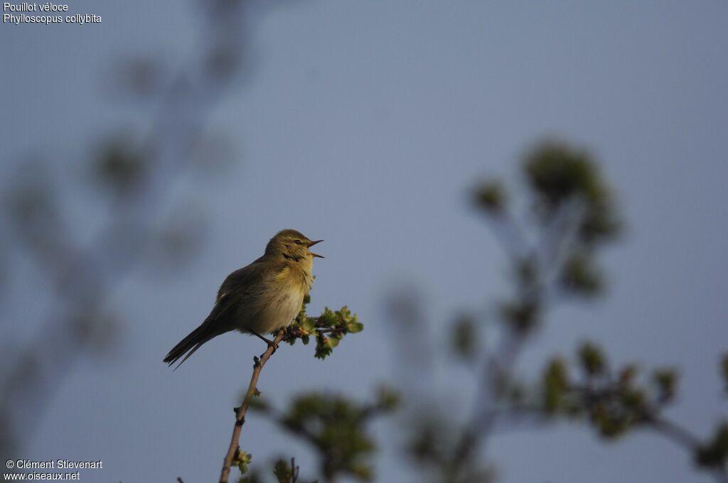 Common Chiffchaff