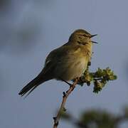 Common Chiffchaff