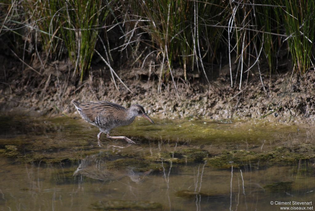 Water Railimmature