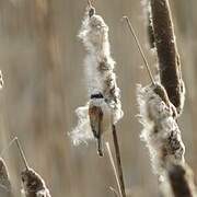 Rémiz penduline