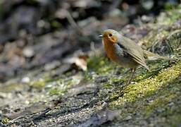 European Robin