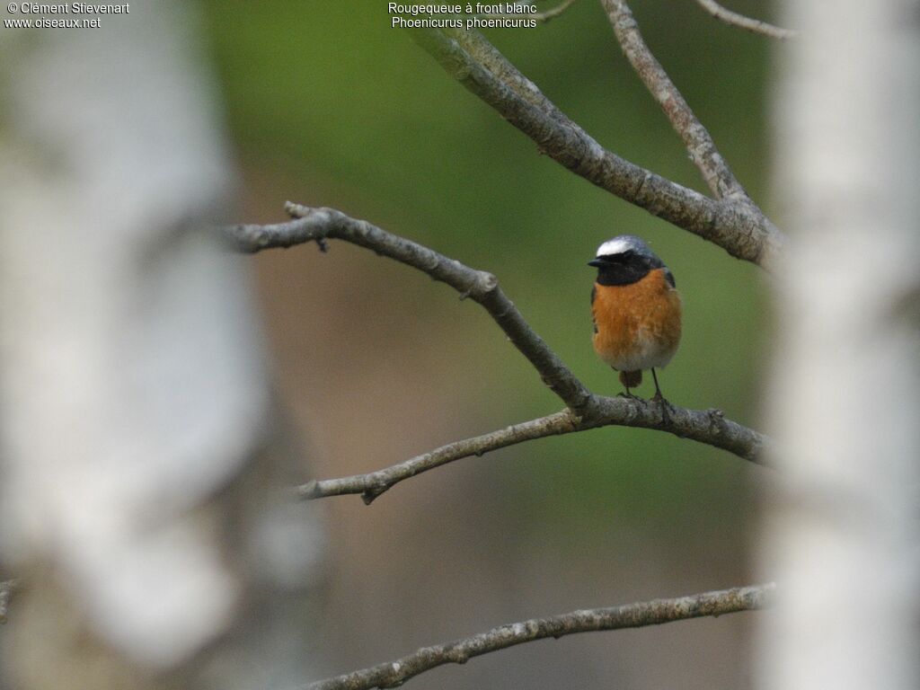 Common Redstartadult