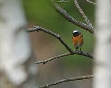 Common Redstart