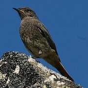 Black Redstart