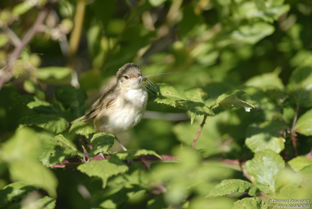 Marsh Warbleradult, feeding habits, Reproduction-nesting, Behaviour