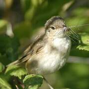 Marsh Warbler