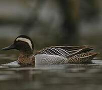 Garganey