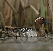 Garganey