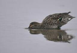 Eurasian Teal