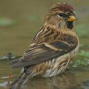 Lesser Redpoll