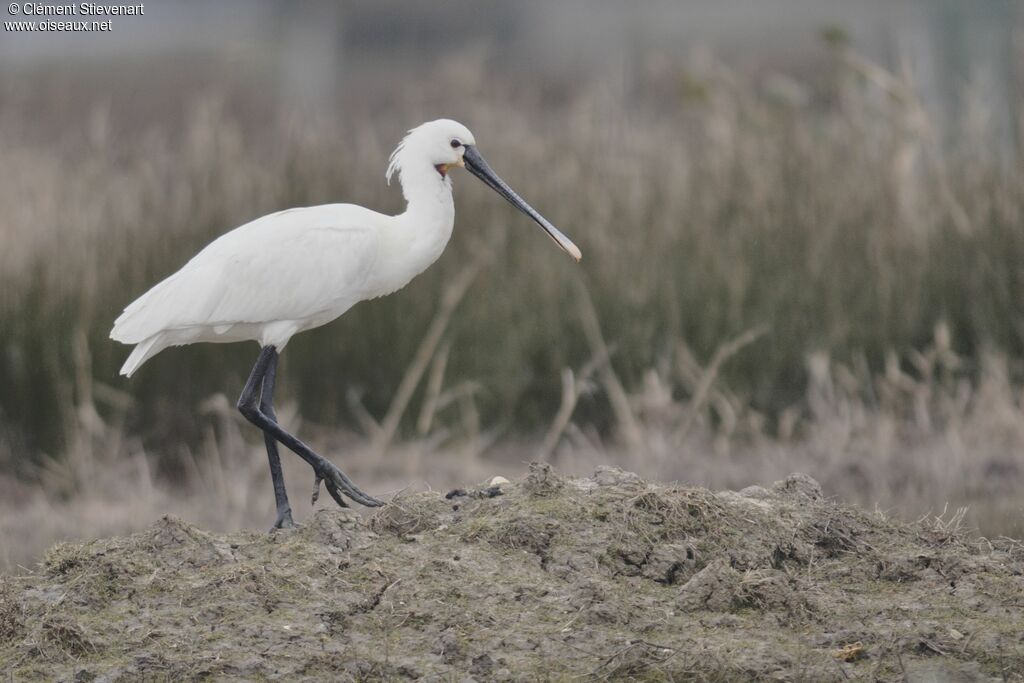 Eurasian Spoonbill