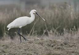 Eurasian Spoonbill