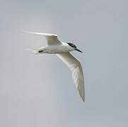 Sandwich Tern